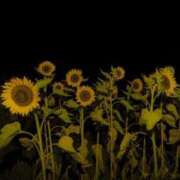 ヒメ日記 2026/01/21 21:02 投稿 りお Lui（ルイ）