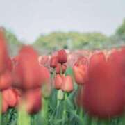 ヒメ日記 2026/03/06 17:19 投稿 りお Lui（ルイ）