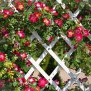 りお 今週は💭💭 Lui（ルイ）