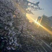 ヒメ日記 2025/04/15 09:40 投稿 染井さくら おいしい人妻熟女