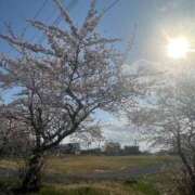 ヒメ日記 2025/04/21 23:02 投稿 染井さくら おいしい人妻熟女