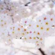 ヒメ日記 2025/04/22 19:03 投稿 染井さくら おいしい人妻熟女