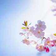 ヒメ日記 2025/04/24 10:32 投稿 染井さくら おいしい人妻熟女