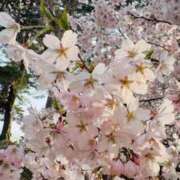 ヒメ日記 2025/04/29 10:00 投稿 染井さくら おいしい人妻熟女