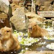 ヒメ日記 2025/04/30 12:42 投稿 染井さくら おいしい人妻熟女