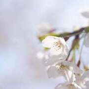 ヒメ日記 2025/05/04 10:50 投稿 染井さくら おいしい人妻熟女