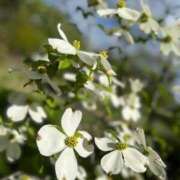 ヒメ日記 2025/05/08 11:57 投稿 染井さくら おいしい人妻熟女