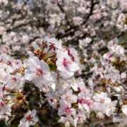 ヒメ日記 2025/05/17 12:44 投稿 染井さくら おいしい人妻熟女