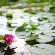 ヒメ日記 2025/05/24 12:26 投稿 染井さくら おいしい人妻熟女