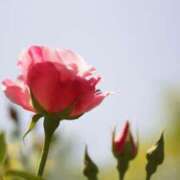 ヒメ日記 2025/06/02 11:35 投稿 染井さくら おいしい人妻熟女