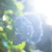 ヒメ日記 2025/06/03 14:41 投稿 染井さくら おいしい人妻熟女