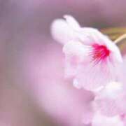 ヒメ日記 2025/06/04 12:27 投稿 染井さくら おいしい人妻熟女