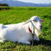 ヒメ日記 2025/06/19 08:36 投稿 染井さくら おいしい人妻熟女