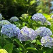 ヒメ日記 2025/07/01 09:30 投稿 染井さくら おいしい人妻熟女