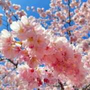 ヒメ日記 2025/07/02 10:41 投稿 染井さくら おいしい人妻熟女