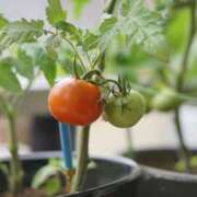 ヒメ日記 2025/07/06 15:49 投稿 染井さくら おいしい人妻熟女