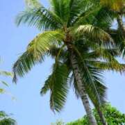 ヒメ日記 2025/07/08 11:38 投稿 染井さくら おいしい人妻熟女