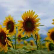 ヒメ日記 2025/08/02 09:45 投稿 染井さくら おいしい人妻熟女