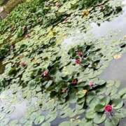 ヒメ日記 2025/08/14 12:24 投稿 染井さくら おいしい人妻熟女