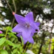 ヒメ日記 2025/09/03 17:00 投稿 染井さくら おいしい人妻熟女