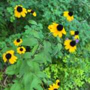 ヒメ日記 2025/09/04 10:08 投稿 染井さくら おいしい人妻熟女