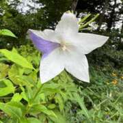 ヒメ日記 2025/09/06 15:13 投稿 染井さくら おいしい人妻熟女