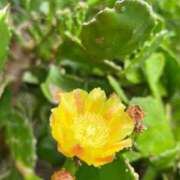 ヒメ日記 2025/09/18 11:32 投稿 染井さくら おいしい人妻熟女