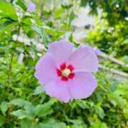 ヒメ日記 2025/09/23 09:59 投稿 染井さくら おいしい人妻熟女