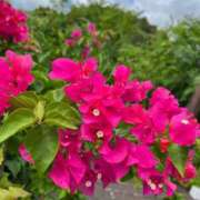 ヒメ日記 2025/09/29 12:26 投稿 染井さくら おいしい人妻熟女