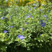 ヒメ日記 2025/09/30 09:51 投稿 染井さくら おいしい人妻熟女