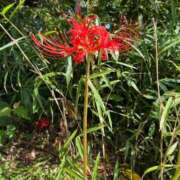 ヒメ日記 2025/10/03 16:58 投稿 染井さくら おいしい人妻熟女