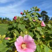 ヒメ日記 2025/10/10 09:09 投稿 染井さくら おいしい人妻熟女