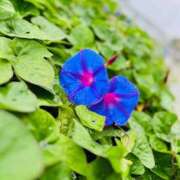 ヒメ日記 2025/10/15 13:36 投稿 染井さくら おいしい人妻熟女