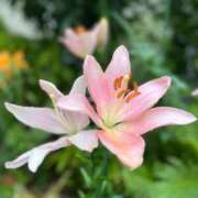 ヒメ日記 2025/10/31 16:42 投稿 染井さくら おいしい人妻熟女