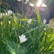 ヒメ日記 2025/11/05 18:13 投稿 染井さくら おいしい人妻熟女