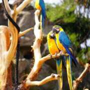 ヒメ日記 2025/11/09 11:30 投稿 染井さくら おいしい人妻熟女