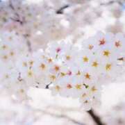 ヒメ日記 2025/11/13 12:42 投稿 染井さくら おいしい人妻熟女