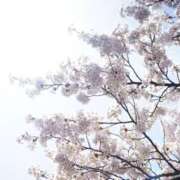 ヒメ日記 2025/12/23 15:12 投稿 染井さくら おいしい人妻熟女