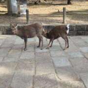 ヒメ日記 2026/01/27 22:23 投稿 らん★ 阿AUN呍(あうん)