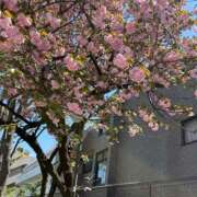 ちか 桜🌸だぁ！ おいしい奥様