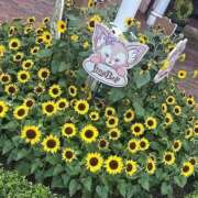 ヒメ日記 2026/06/27 13:16 投稿 聖來(せいら) グランドオペラ東京