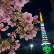 ヒメ日記 2026/06/29 17:36 投稿 聖來(せいら) グランドオペラ東京