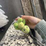 ヒメ日記 2025/04/25 21:42 投稿 あるる 上野ハンドメイド