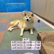 なる 決定！ ドリーム水戸