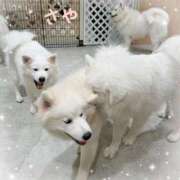 ヒメ日記 2025/04/19 14:06 投稿 さや 横浜ひよこ倶楽部