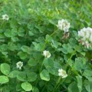 ヒメ日記 2025/07/06 20:48 投稿 もね 人妻の楽園（博多）