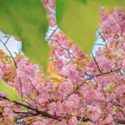 ヒメ日記 2025/05/17 12:43 投稿 小風花紗音 お姉さんCLUB