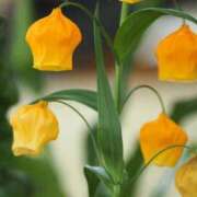 小風花紗音 たのしみにしています🐱 お姉さんCLUB