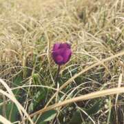 ヒメ日記 2025/04/16 23:45 投稿 このは モアグループ川越人妻花壇