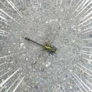 ヒメ日記 2025/05/03 22:14 投稿 このは モアグループ川越人妻花壇